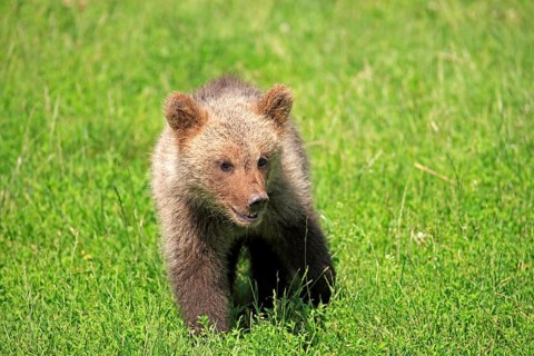 Brown Bear (Ursus arctos) cub