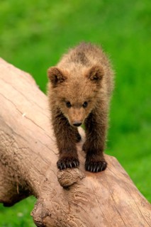 Brown Bear (Ursus arctos) cub standing on tree trunk