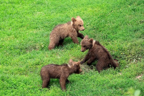 Brown Bear (Ursus arctos)
