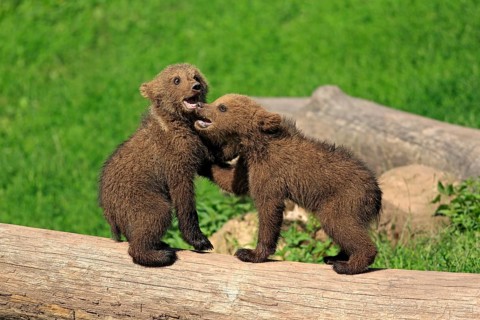 Brown Bear (Ursus arctos)