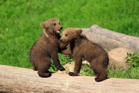 Brown Bear (Ursus arctos)