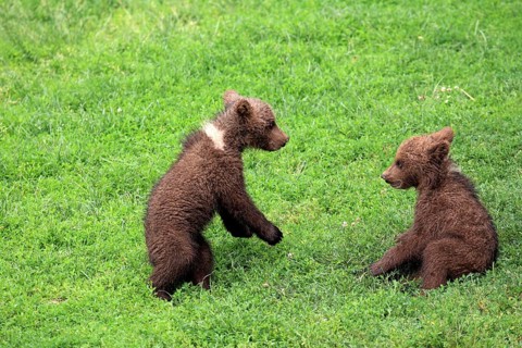 Brown Bear (Ursus arctos)