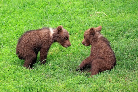 Brown Bear (Ursus arctos)
