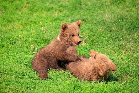 Brown Bear (Ursus arctos)