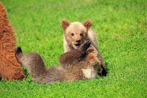 Brown Bear (Ursus arctos)