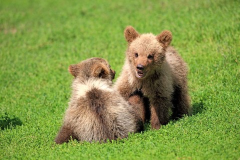 Brown Bear (Ursus arctos)