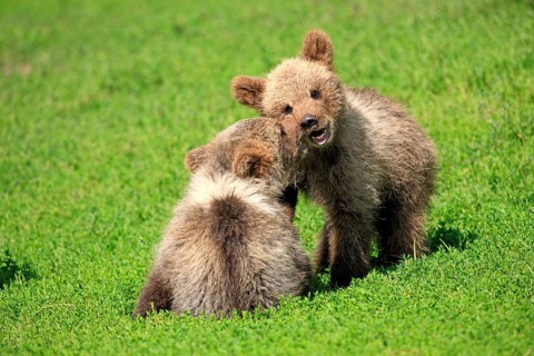 Brown Bear (Ursus arctos)