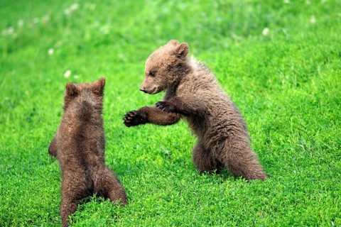 Brown Bear (Ursus arctos) two cubs