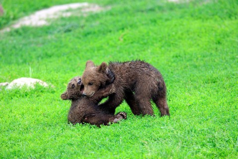 Brown Bear (Ursus arctos)