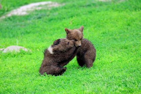 Brown Bear (Ursus arctos)
