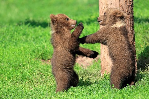 Brown Bear (Ursus arctos)
