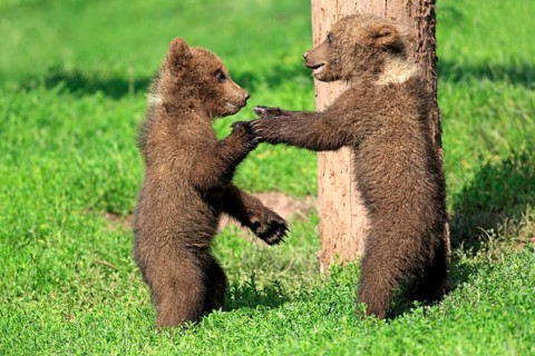 Brown Bear (Ursus arctos)
