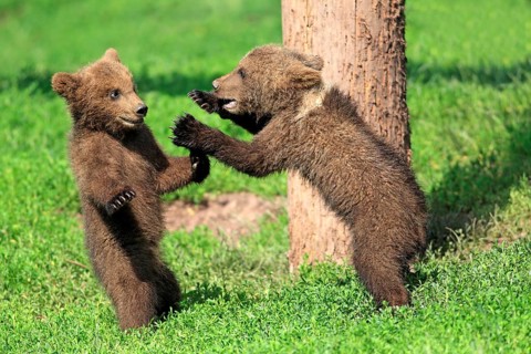 Brown Bear (Ursus arctos)