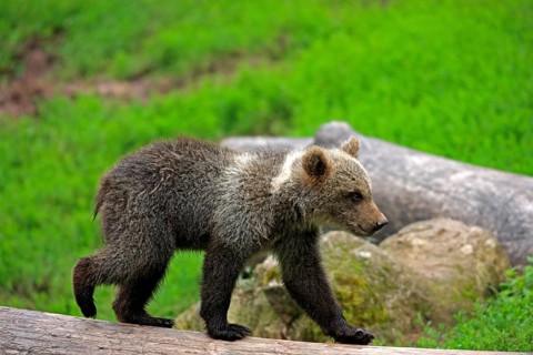 Brown Bear (Ursus arctos) cub