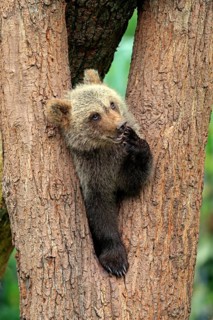Brown Bear (Ursus arctos) cub sitting in a tree fork