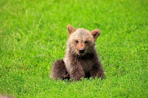 Brown Bear (Ursus arctos) cub