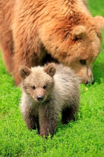 Brown Bear (Ursus arctos)