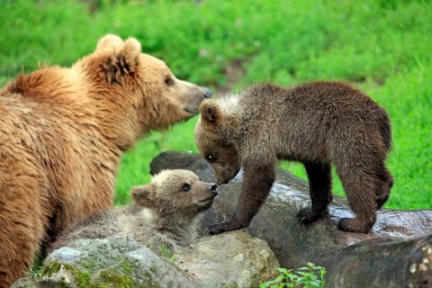 Brown Bear (Ursus arctos)