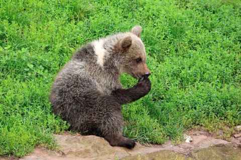 Brown Bear (Ursus arctos) cub