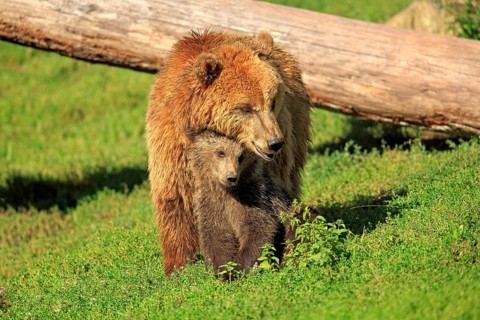 Brown Bears (Ursus arctos)