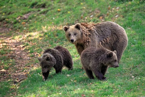 Brown Bears (Ursus arctos)