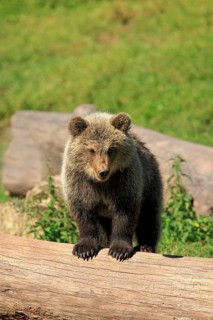 Brown Bear (Ursus arctos) cub