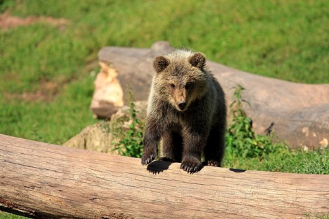 Brown Bear (Ursus arctos) cub