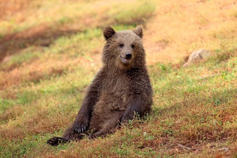 Brown Bear (Ursus arctos) cub