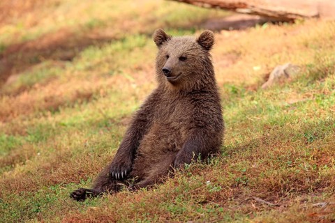 Brown Bear (Ursus arctos) cub