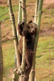 Brown Bear (Ursus arctos) cub climbing in tree