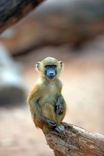 Guinea Baboon (Papio papio)