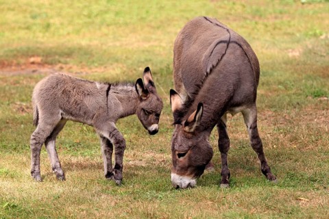 Donkeys (Equus asinus asinus)