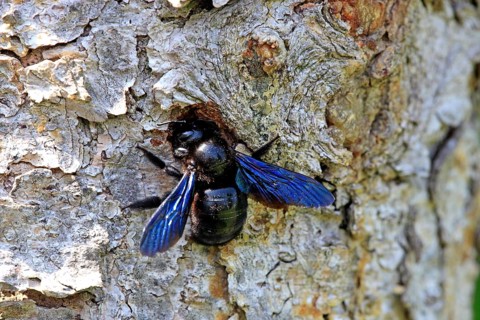 Large Violet Carpenter Bee (Xylocopa violacea) at its nest
