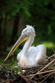 Dalmatian Pelican (Pelecanus crispus)