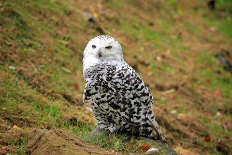 Snowy Owl (Nyctea scandiaca)