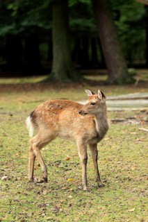Sika Deer (Cervus nippon)