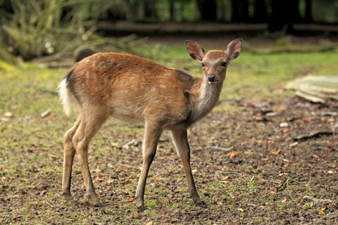 Sika Deer (Cervus nippon)