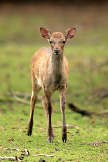Sika Deer (Cervus nippon)