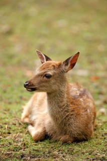 Sika Deer (Cervus nippon)