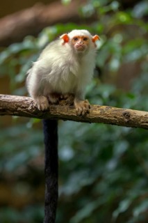 Silvery Marmoset (Callithrix argentata