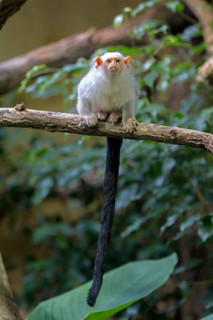 Silvery Marmoset (Callithrix argentata