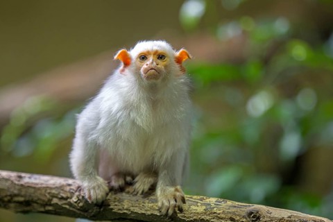 Silvery Marmoset (Callithrix argentata