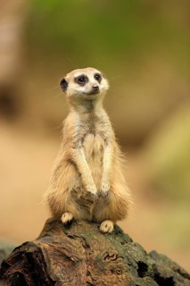 Meerkat (Suricata suricatta)