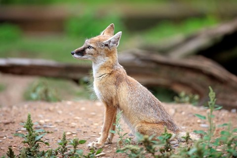 Corsac Fox (corsac vulpes)
