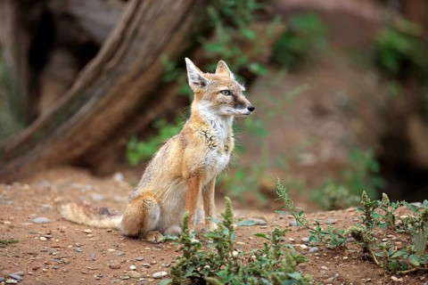 Corsac Fox (corsac vulpes)