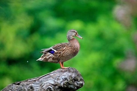 Mallard (Anas platyrhynchos)