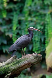 Northern Bald Ibis