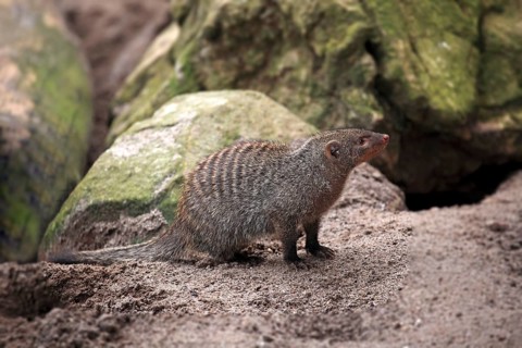 Banded Mongoose (Mungos mungo)