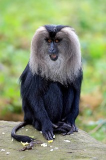 Lion-tailed Macaque or Wanderoo (Macaca silenus)