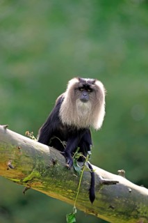 Lion-tailed Macaque or Wanderoo (Macaca silenus)